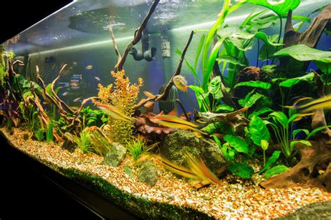 no maintenance fish tank.